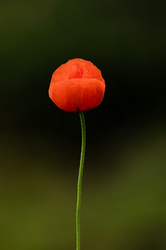 Single poppy , rememberance