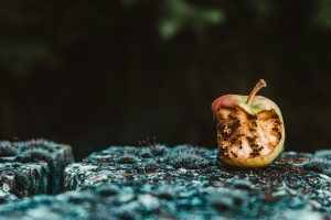 rotten, not good, bad